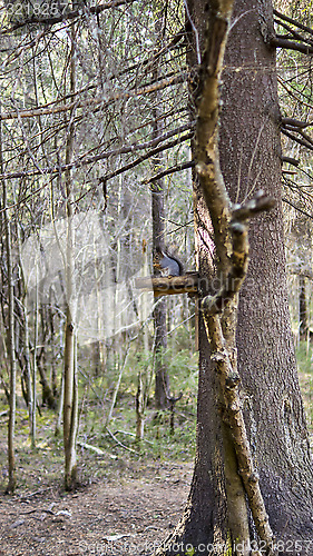 Image of Squirrel in special forests feeder