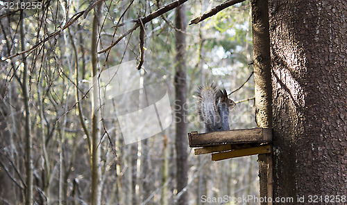 Image of Squirrel eats in special feeder in forest