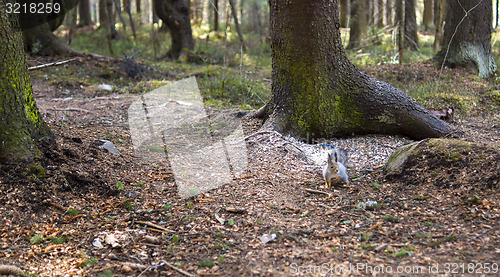 Image of Nothern squirrel in pine forest