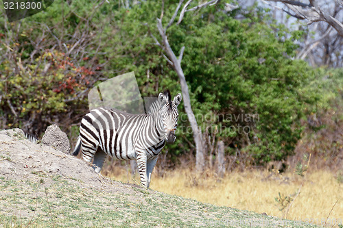 Image of Zebras in african bush