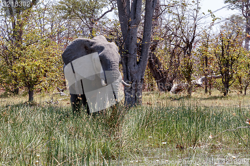 Image of African Elephant Moremi Game reserve, Okawango Delta