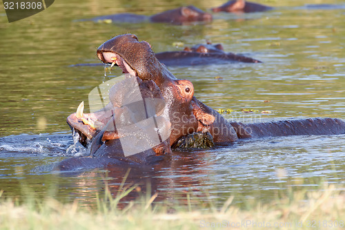 Image of Two fighting young male hippopotamus Hippopotamus