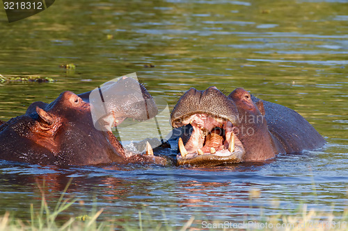 Image of Two fighting young male hippopotamus Hippopotamus