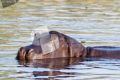 Image of portrait of Hippo Hippopotamus Hippopotamus