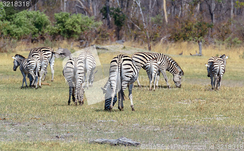 Image of Zebras in african bush