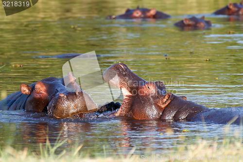 Image of Two fighting young male hippopotamus Hippopotamus