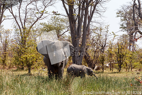 Image of African Elephant Moremi Game reserve, Okawango Delta