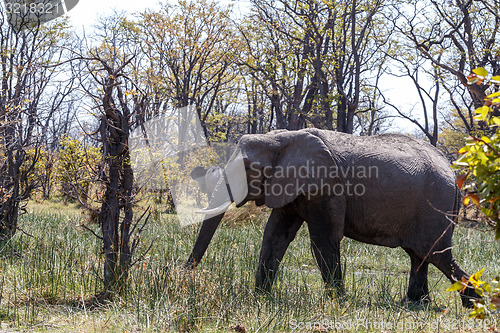 Image of African Elephant Moremi Game reserve, Okawango Delta