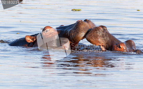 Image of Two fighting young male hippopotamus Hippopotamus