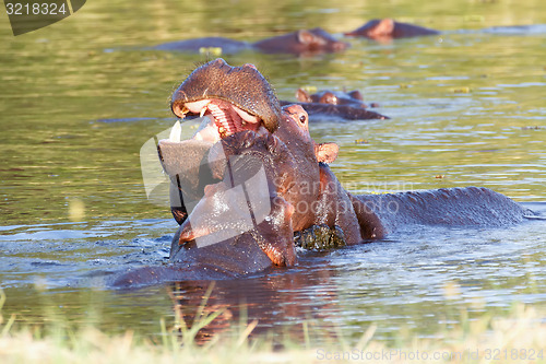 Image of Two fighting young male hippopotamus Hippopotamus