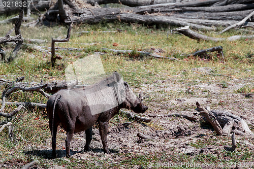 Image of African Wildlife Warthog