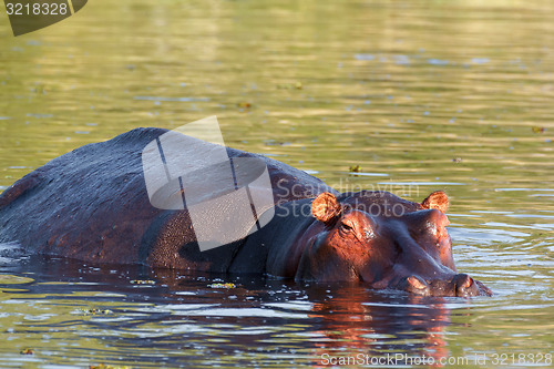 Image of portrait of Hippo Hippopotamus Hippopotamus