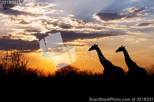 Image of sunset and giraffes in silhouette in Africa