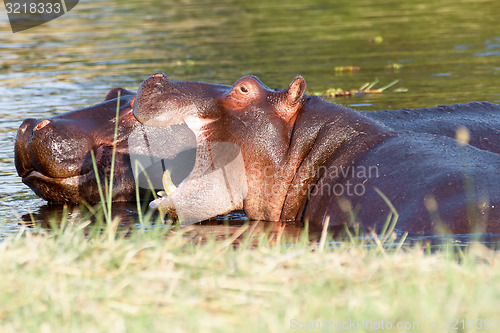 Image of Two fighting young male hippopotamus Hippopotamus