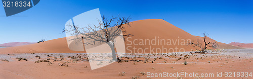 Image of wide panorama Dune 45 in sossusvlei Namibia