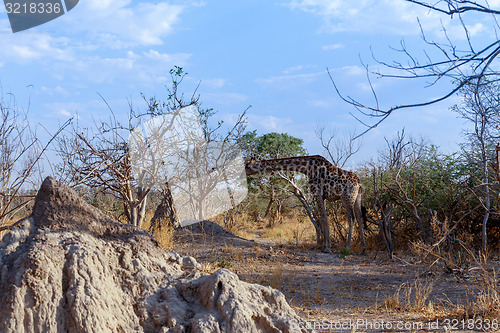 Image of adult giraffe grazing on tree