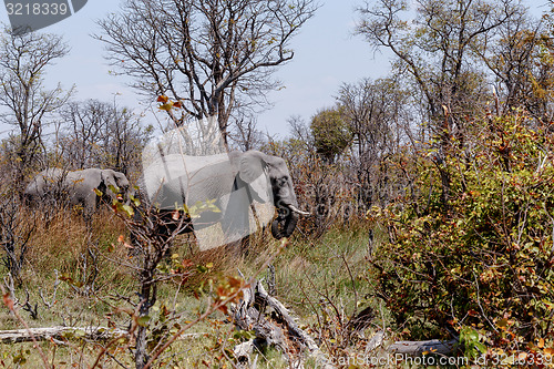 Image of African Elephant Moremi Game reserve, Okawango Delta