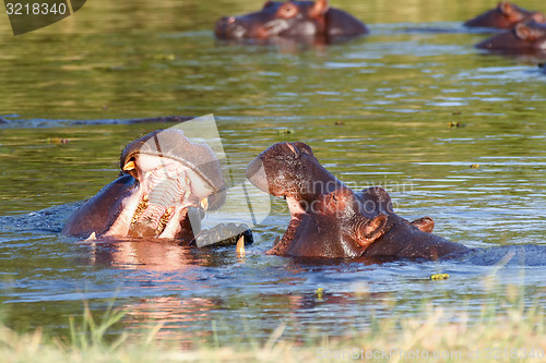 Image of Two fighting young male hippopotamus Hippopotamus