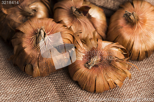 Image of Gladiola bulbs ready to plant in the spring garden