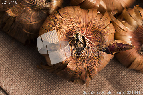 Image of Gladiola bulbs ready to plant in the spring garden