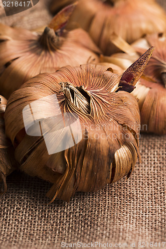 Image of Gladiola bulbs ready to plant in the spring garden