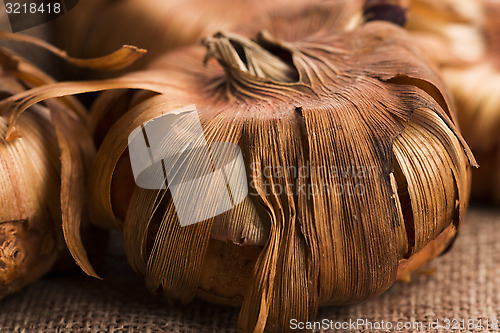 Image of Gladiola bulbs ready to plant in the spring garden