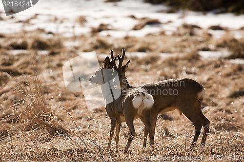 Image of deer