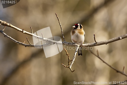 Image of gold finch