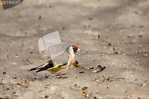 Image of gold finch