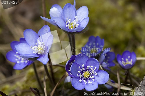 Image of blue anemones