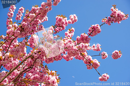 Image of Japanese cherry blossom