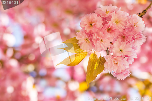 Image of Japanese cherry blossom