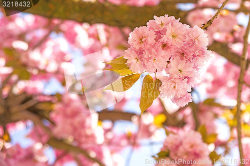 Image of Japanese cherry blossom