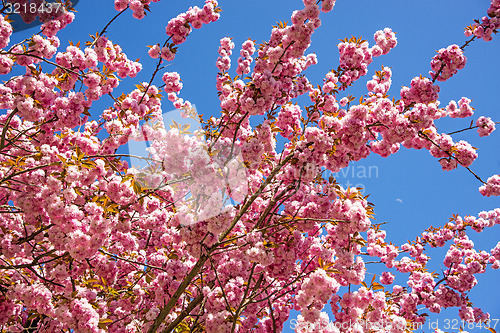 Image of Japanese cherry blossom