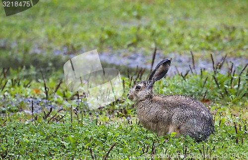 Image of hare