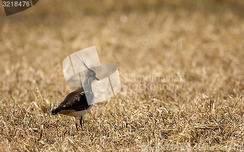 Image of lapwing