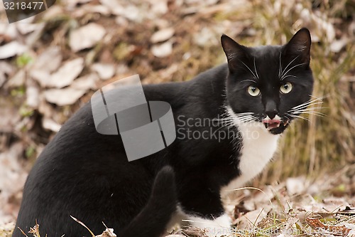 Image of licking cat