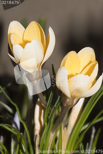 Image of light yellow crocus