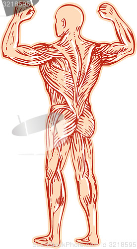 Image of Human Muscular System Anatomy Etching