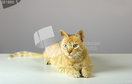 Image of Kitten