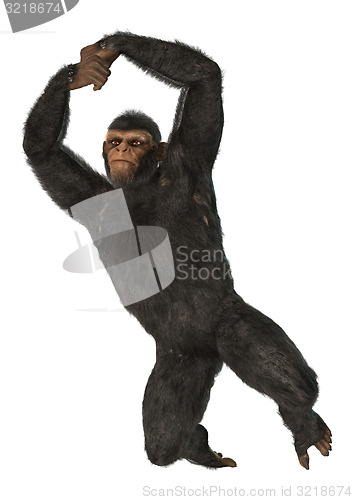 Image of Chimpanzee