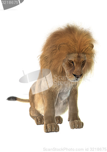 Image of Male Lion