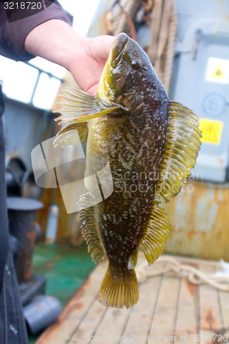 Image of Fishing in the Pacific sea bass