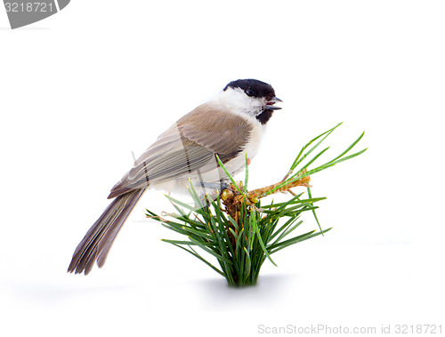 Image of Willow tit Parus montanus on a white background