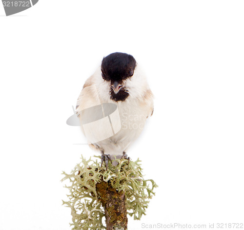 Image of Willow tit Parus montanus on a white background