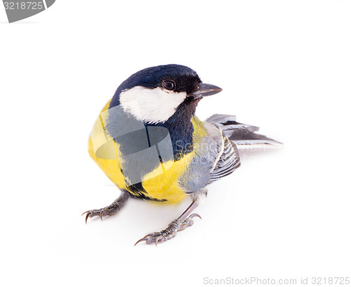 Image of bright spring bird great tit