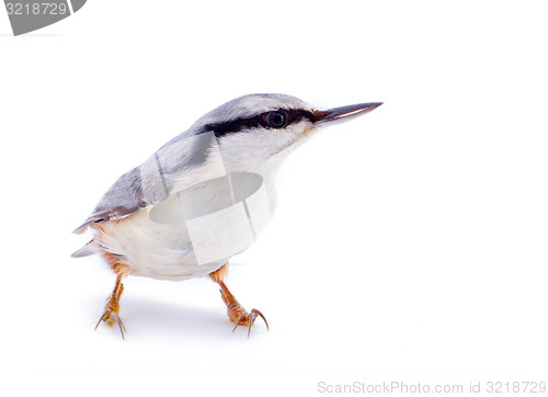 Image of  nuthatch Sitta europaea on a white background