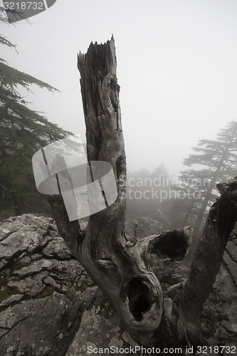 Image of old forest in mountains in mist