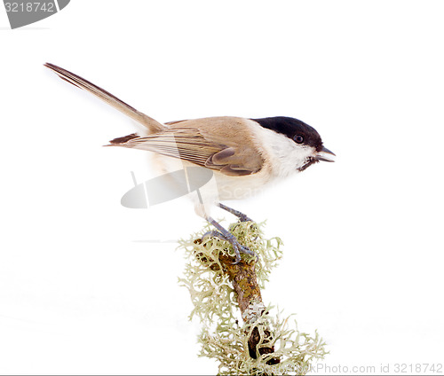 Image of Willow tit Parus montanus on a white background