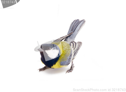 Image of bright spring bird great tit